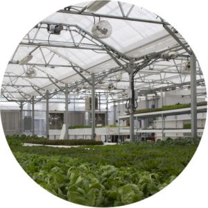 Wadsworth Control Systems powers aquaponic greenhouses with various sensors